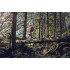 HUSQVARNA 572 XP® HUSQVARNA 572 XP®